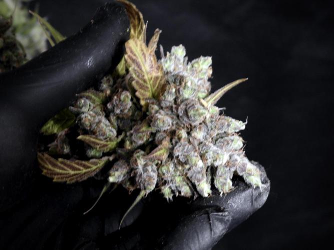 A Sudae Driver Mood. Week 14 - SD#3