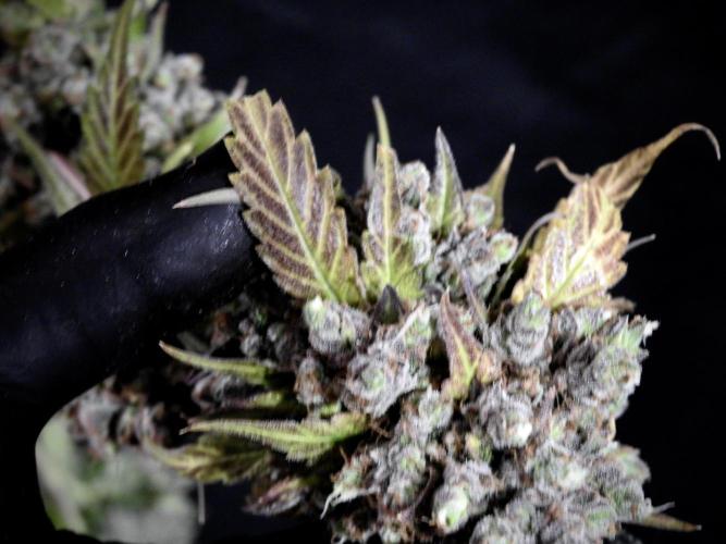 A Sudae Driver Mood. Week 14 - SD#3