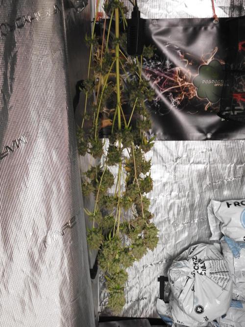 A Sudae Driver Mood. Week 14 - SD#3