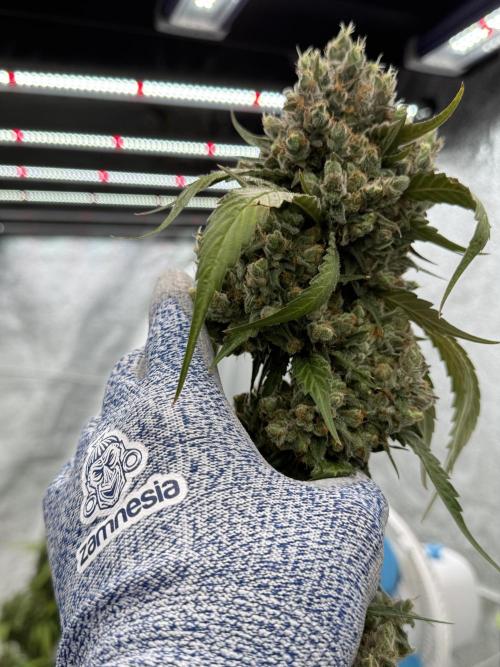 A Sudae Driver Mood. Week 14 - SD#3