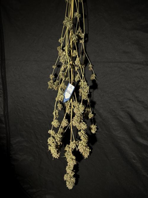 A Sudae Driver Mood. Week 14 - SD#3