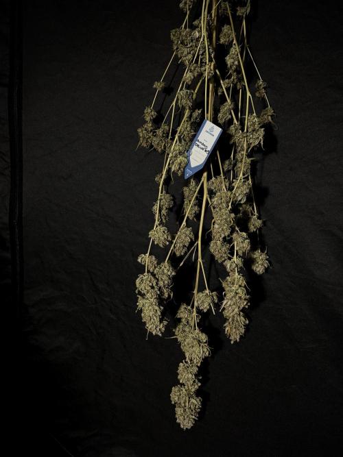 A Sudae Driver Mood. Week 14 - SD#3