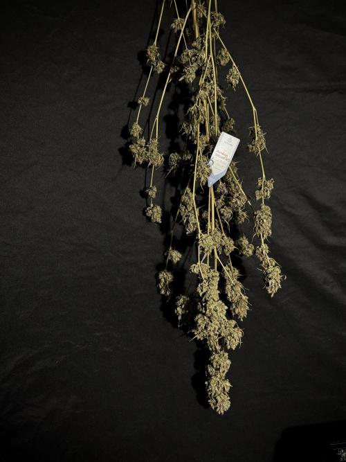 A Sudae Driver Mood. Week 14 - SD#3