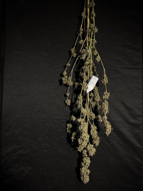 A Sudae Driver Mood. Week 14 - SD#3