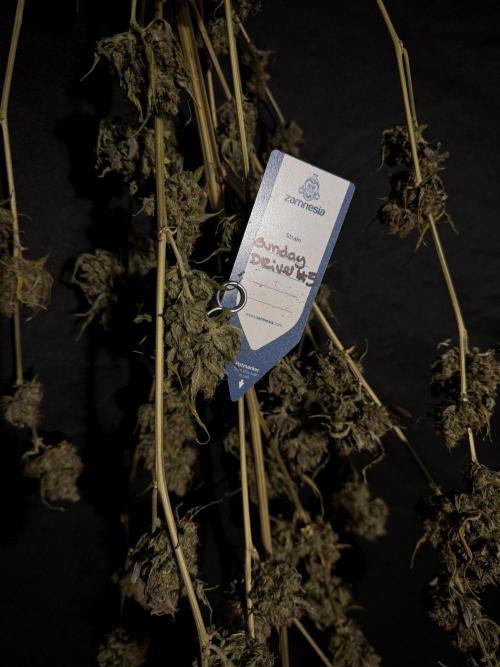 A Sudae Driver Mood. Week 14 - SD#3