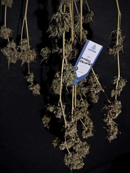 A Sudae Driver Mood. Week 14 - SD#3