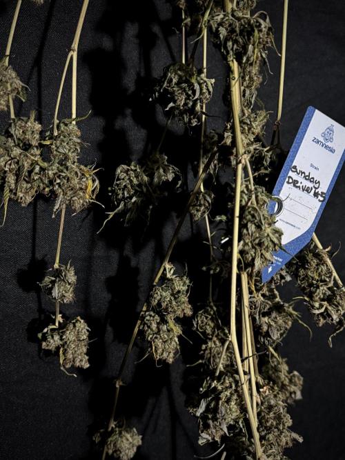 A Sudae Driver Mood. Week 14 - SD#3