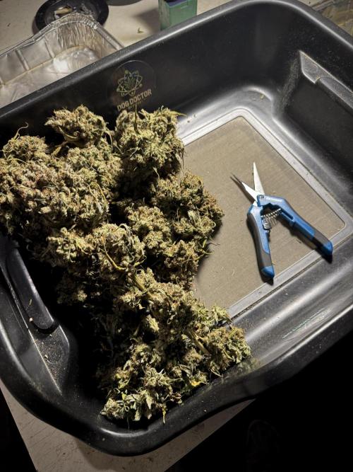 A Sudae Driver Mood. Week 14 - SD#3