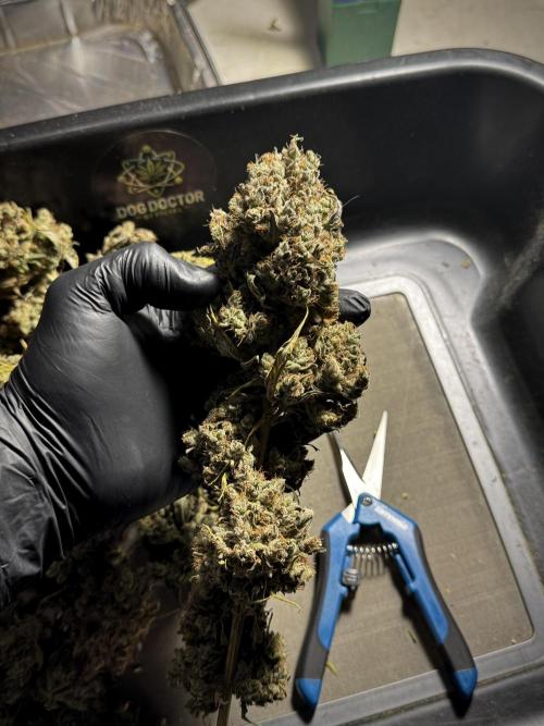 A Sudae Driver Mood. Week 14 - SD#3