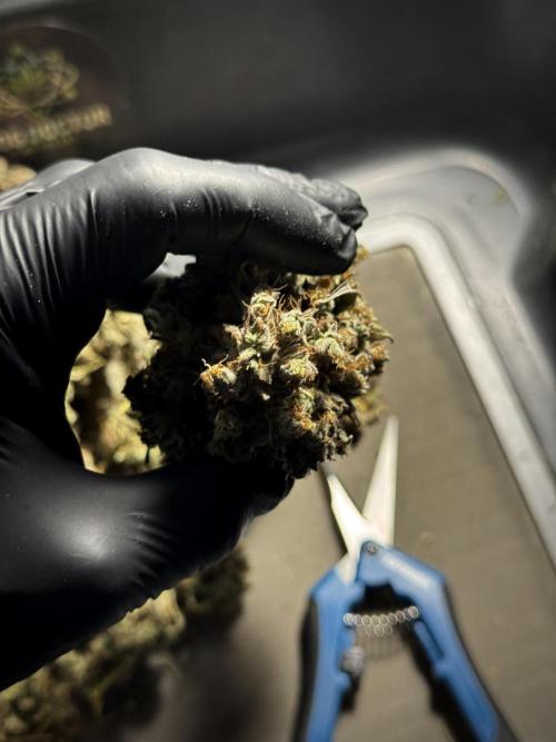 A Sudae Driver Mood. Week 14 - SD#3