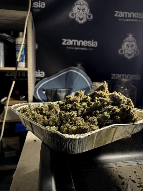 A Sudae Driver Mood. Week 13 - harvest and smoke review missing files 