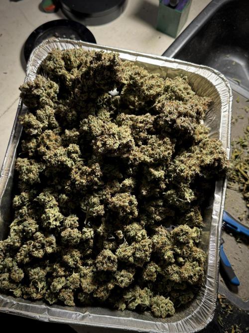 A Sudae Driver Mood. Week 13 - harvest and smoke review missing files 