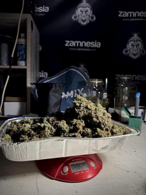 A Sudae Driver Mood. Week 13 - harvest and smoke review missing files 