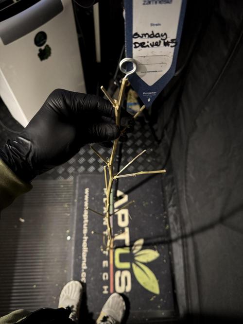 A Sudae Driver Mood. Week 13 - harvest and smoke review missing files 