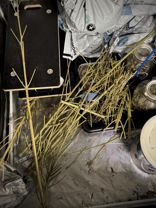 A Sudae Driver Mood. Week 13 - harvest and smoke review missing files 