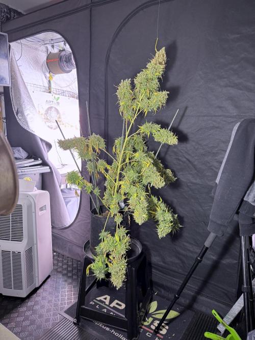 Dognabis 035 Permanent Marker (Zamnesia). Week 13 - PM #2