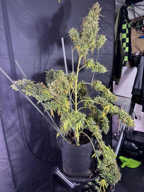 Dognabis 035 Permanent Marker (Zamnesia). Week 13 - PM #2