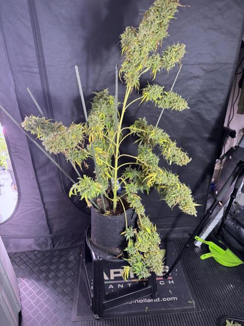 Dognabis 035 Permanent Marker (Zamnesia). Week 13 - PM #2