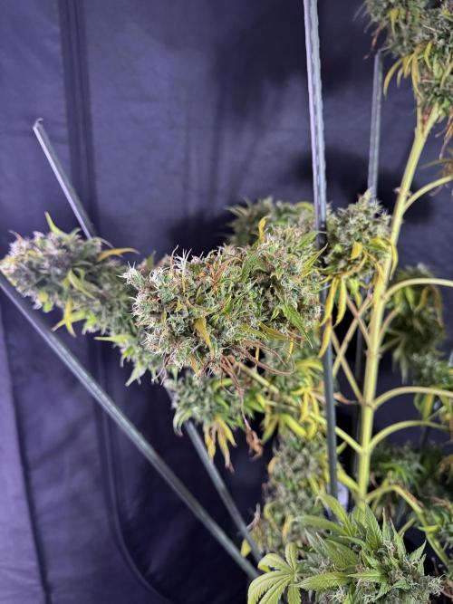 Dognabis 035 Permanent Marker (Zamnesia). Week 13 - PM #2