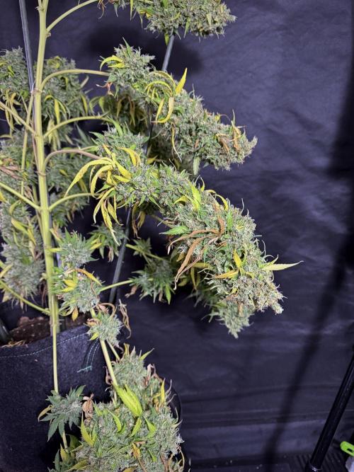 Dognabis 035 Permanent Marker (Zamnesia). Week 13 - PM #2