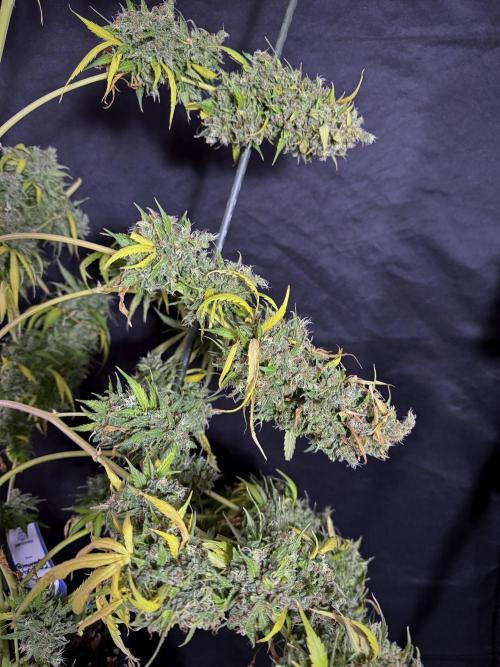 Dognabis 035 Permanent Marker (Zamnesia). Week 13 - PM #2