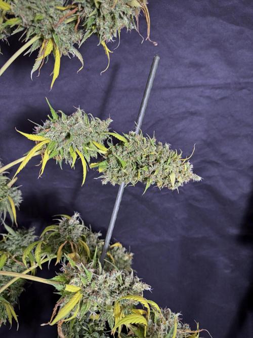 Dognabis 035 Permanent Marker (Zamnesia). Week 13 - PM #2