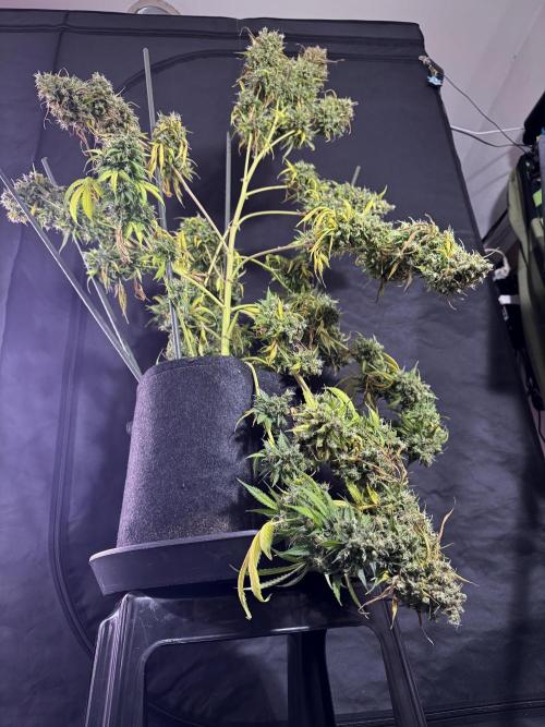 Dognabis 035 Permanent Marker (Zamnesia). Week 13 - PM #2