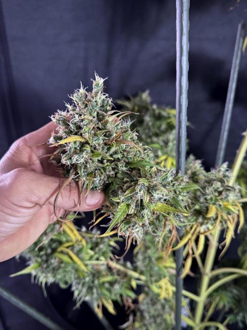 Dognabis 035 Permanent Marker (Zamnesia). Week 13 - PM #2