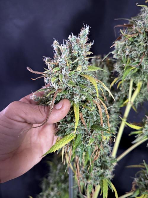 Dognabis 035 Permanent Marker (Zamnesia). Week 13 - PM #2