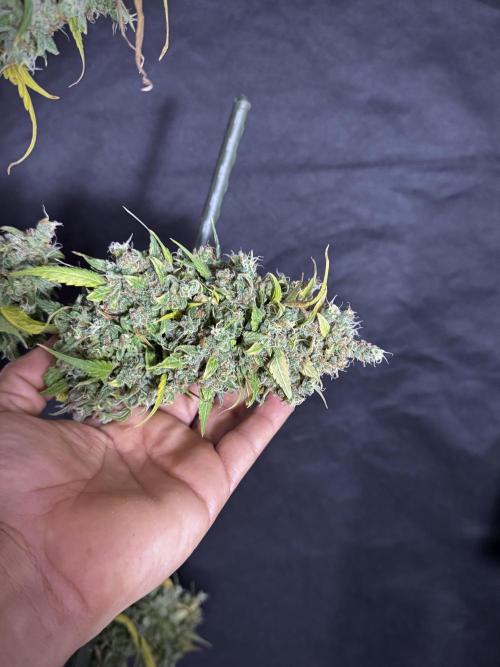 Dognabis 035 Permanent Marker (Zamnesia). Week 13 - PM #2