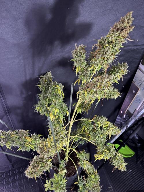 Dognabis 035 Permanent Marker (Zamnesia). Week 13 - PM #2