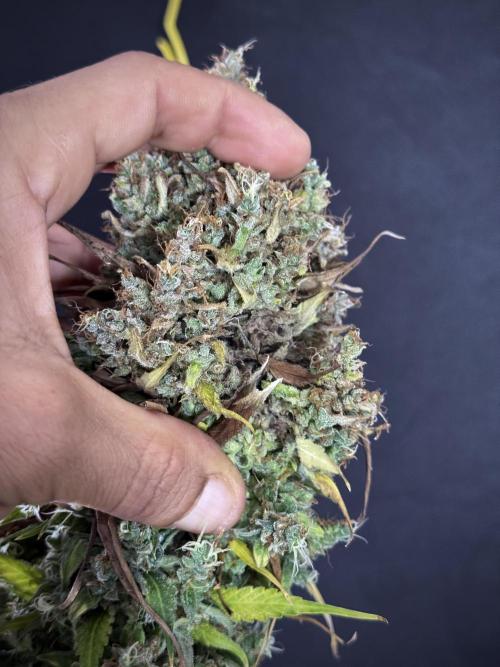 Dognabis 035 Permanent Marker (Zamnesia). Week 13 - PM #2