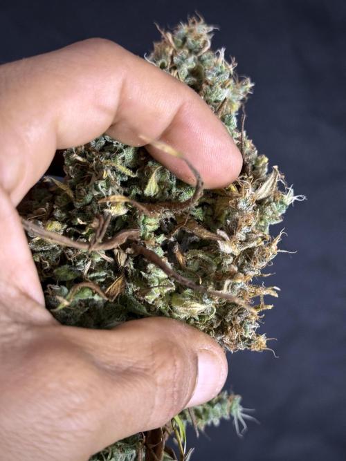 Dognabis 035 Permanent Marker (Zamnesia). Week 13 - PM #2