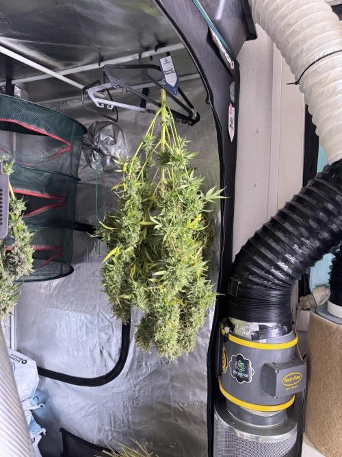 Dognabis 035 Permanent Marker (Zamnesia). Week 13 - PM #2