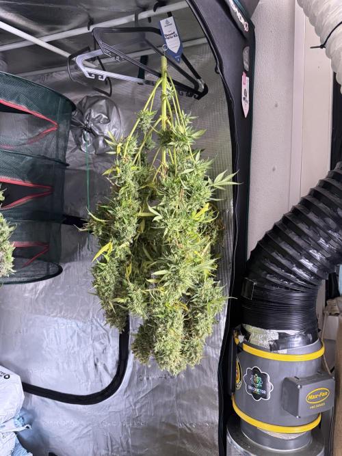 Dognabis 035 Permanent Marker (Zamnesia). Week 13 - PM #2