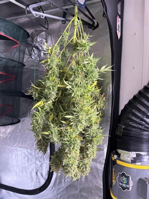 Dognabis 035 Permanent Marker (Zamnesia). Week 13 - PM #2