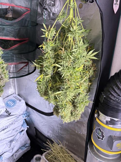 Dognabis 035 Permanent Marker (Zamnesia). Week 13 - PM #2