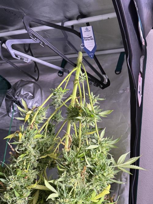 Dognabis 035 Permanent Marker (Zamnesia). Week 13 - PM #2