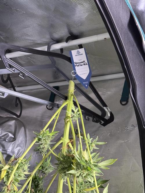 Dognabis 035 Permanent Marker (Zamnesia). Week 13 - PM #2