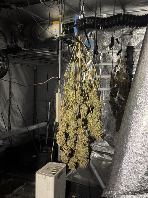 Dognabis 035 Permanent Marker (Zamnesia). Week 13 - PM #2