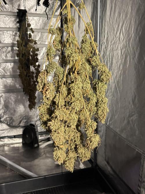 Dognabis 035 Permanent Marker (Zamnesia). Week 13 - PM #2