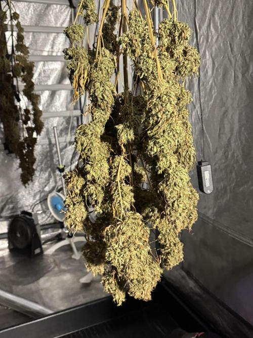 Dognabis 035 Permanent Marker (Zamnesia). Week 13 - PM #2