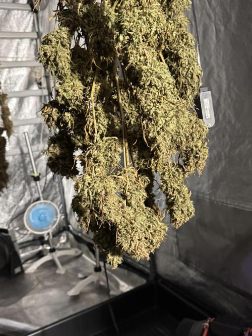 Dognabis 035 Permanent Marker (Zamnesia). Week 13 - PM #2