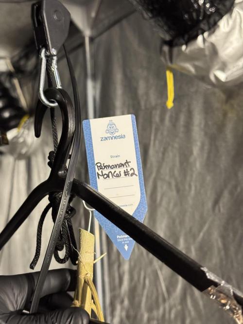 Dognabis 035 Permanent Marker (Zamnesia). Week 13 - PM #2