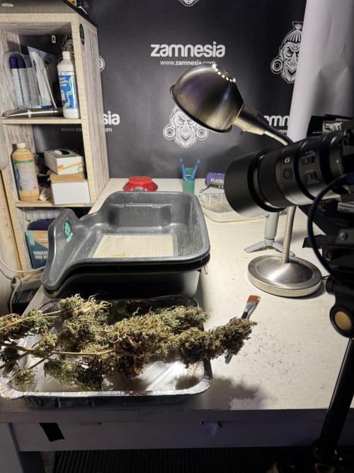 Dognabis 035 Permanent Marker (Zamnesia). Week 13 - PM #2