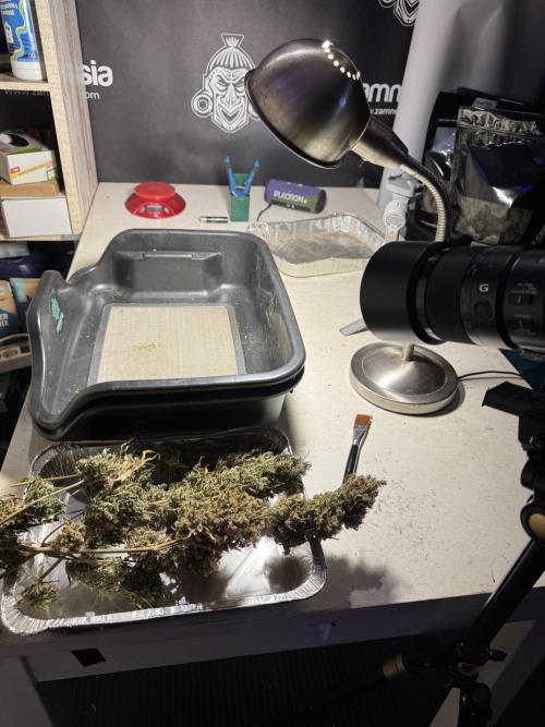 Dognabis 035 Permanent Marker (Zamnesia). Week 13 - PM #2