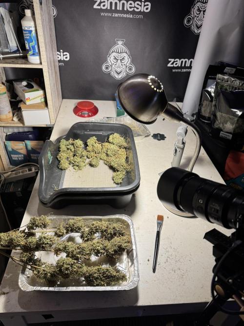 Dognabis 035 Permanent Marker (Zamnesia). Week 13 - PM #2