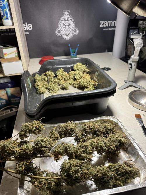 Dognabis 035 Permanent Marker (Zamnesia). Week 13 - PM #2