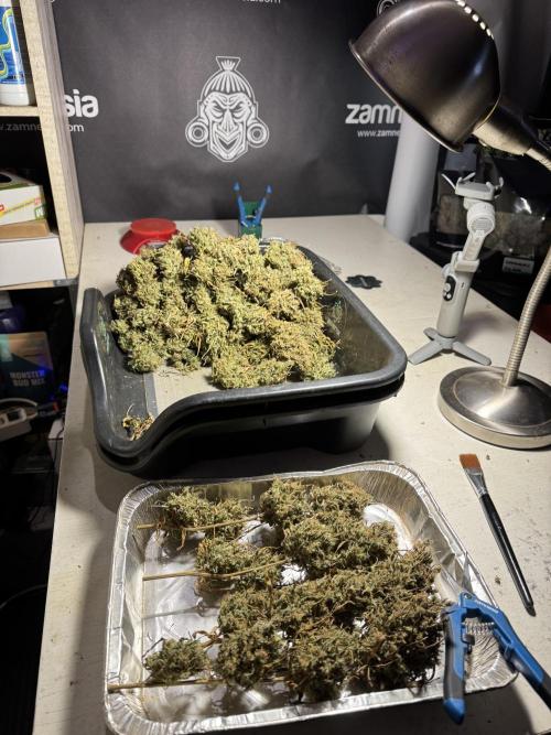 Dognabis 035 Permanent Marker (Zamnesia). Week 13 - PM #2