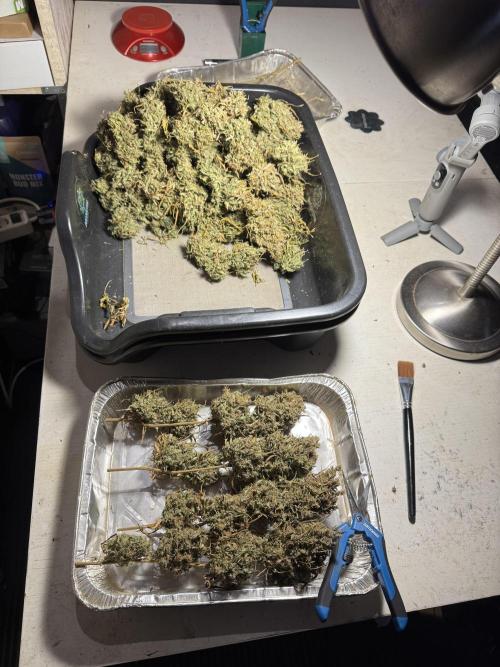 Dognabis 035 Permanent Marker (Zamnesia). Week 13 - PM #2